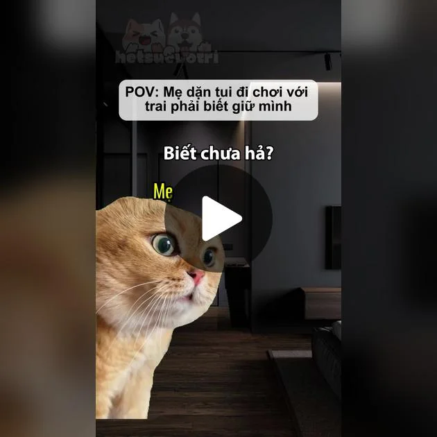 Ảnh Meme Mèo Hài Hước | Mèo Cười Cute | Hình Ảnh Hài Hước | TikTok