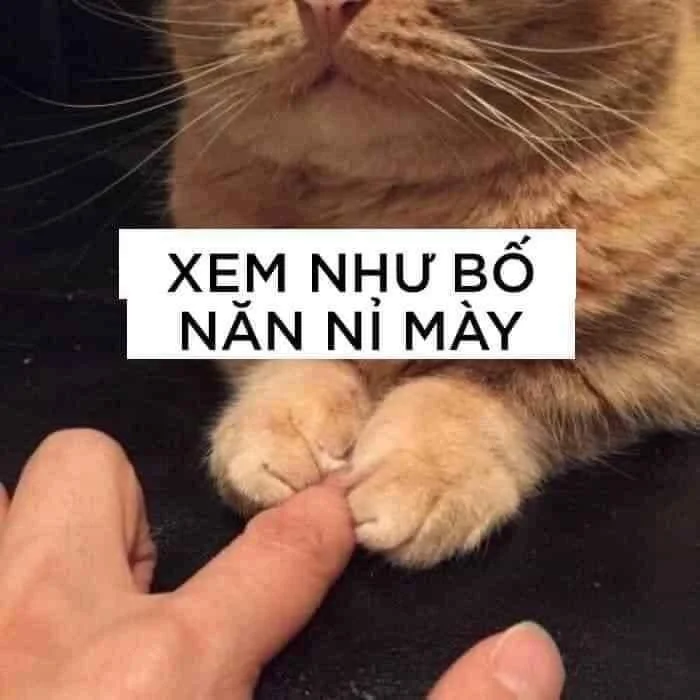 meme meo 34