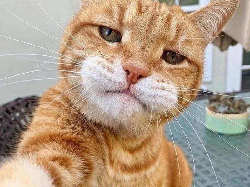 32+ ảnh meme mèo bựa siêu hài hước, đáng yêu nhất hành tinh