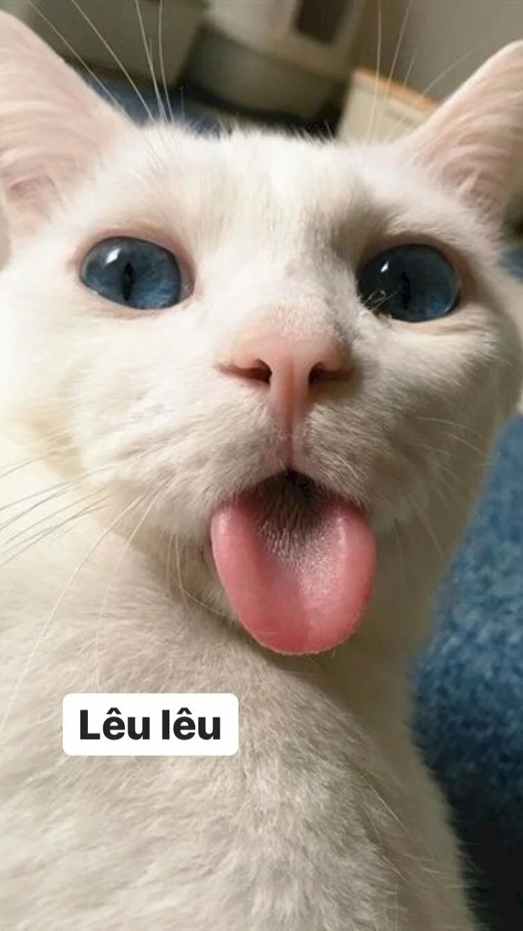 101 ảnh meme mèo hài hước dễ thương, chất lượng cao, tải miễn phí