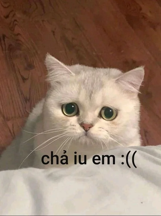 meme meo 21