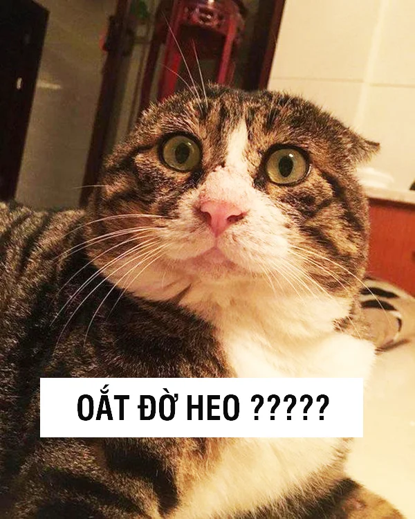meme meo 6