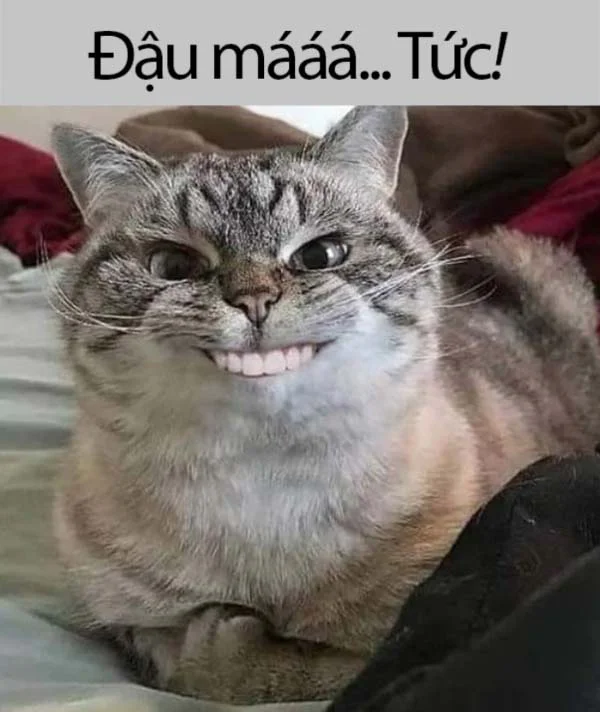 Ảnh chế meme mèo khóc, cute, bựa, cười đểu (2)