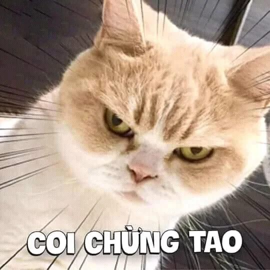 Ảnh Meme Mèo Chế Hài Hước, Troll Bựa, Cute, Dễ Thương