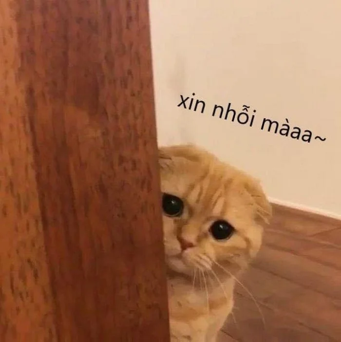 meme meo 33