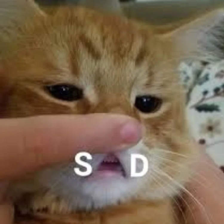 Meme mèo buồn (2)