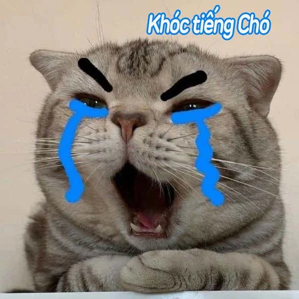 Ảnh chế meme mèo khóc, cute, bựa, cười đểu