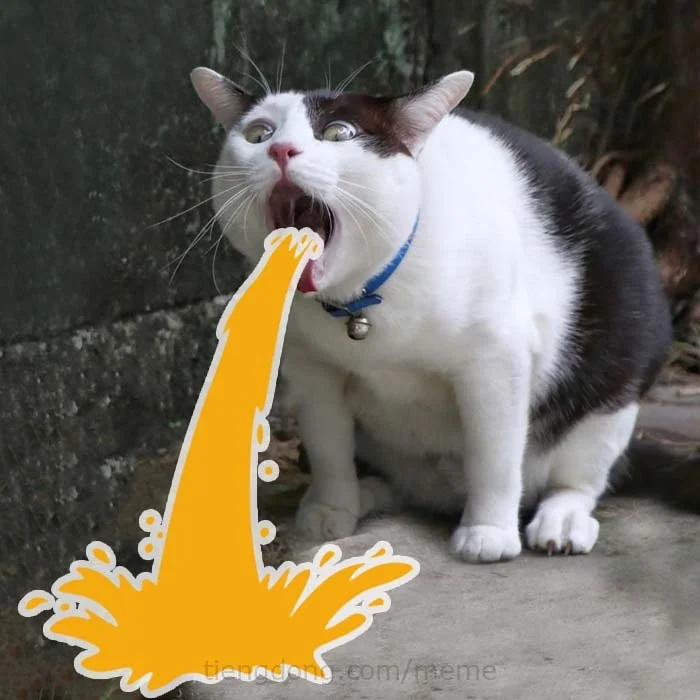 meme meo