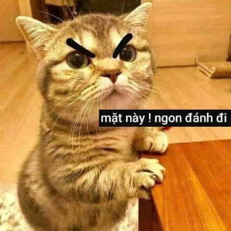 Meme mèo bựa: Tổng hợp bộ sưu tập meme mèo bựa siêu hài hước, cười ra nước mắt