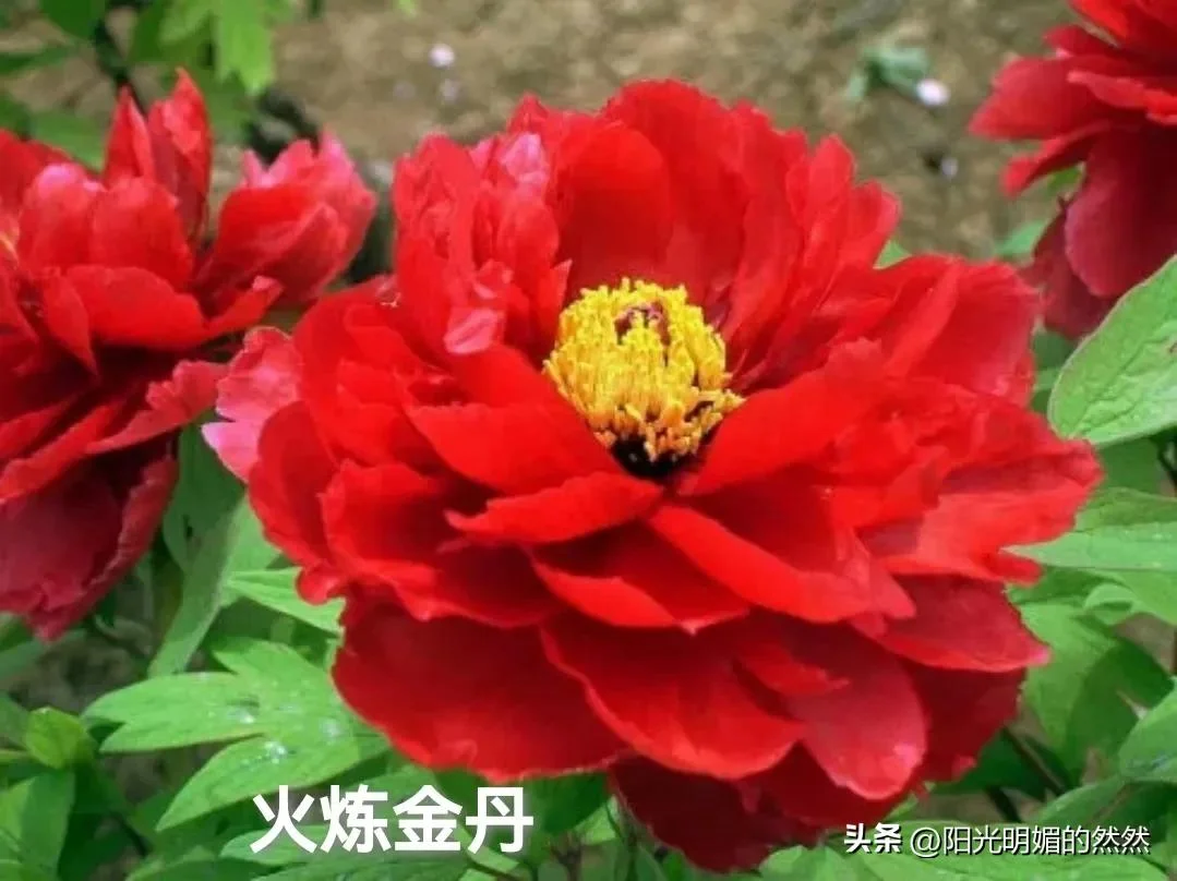 hình xăm cá chép — ảnh 32