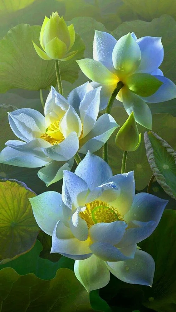 hình nền hoa sen trắng (6)