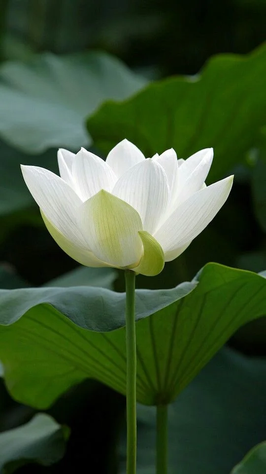 hình nền hoa sen trắng (2)