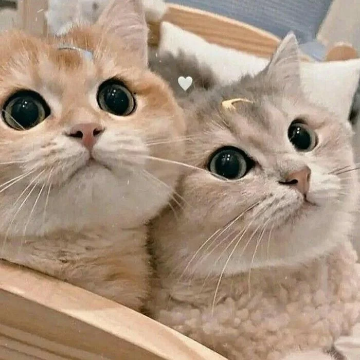 500+ avatar mèo cute, ngầu, hài hước và dễ thương nhất