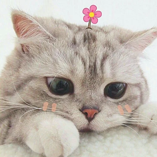 99+ Ảnh Mèo Cute Mới Nhất | Tải Ảnh Làm Avatar Miễn Phí