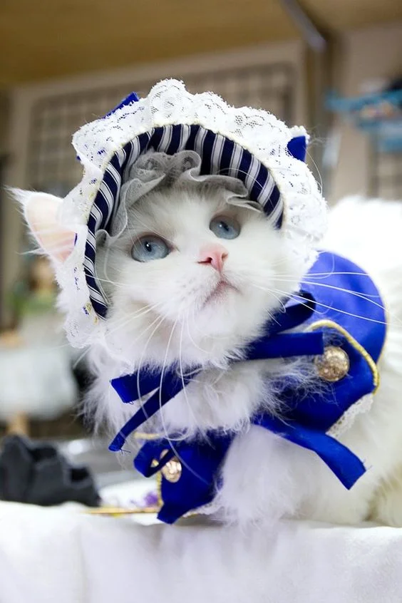 TOP 100+] Hình ảnh Mèo Cute đẹp, Dễ Thương Nhất Hiện Nay