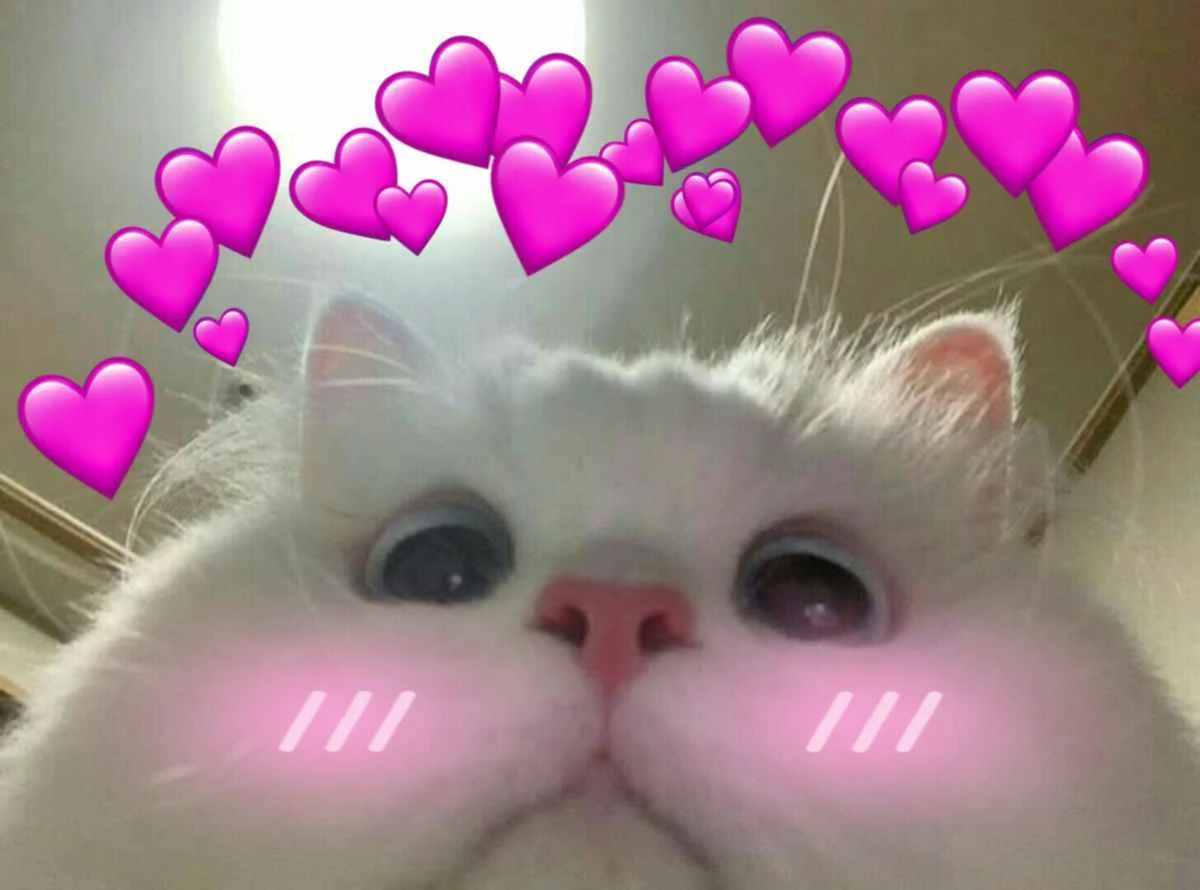 144+ Ảnh Mèo Cute Trái Tim Dễ Thương Và Ngọt Ngào - Thưởng Thức Âm Nhạc Hello - Trung Tâm Hello