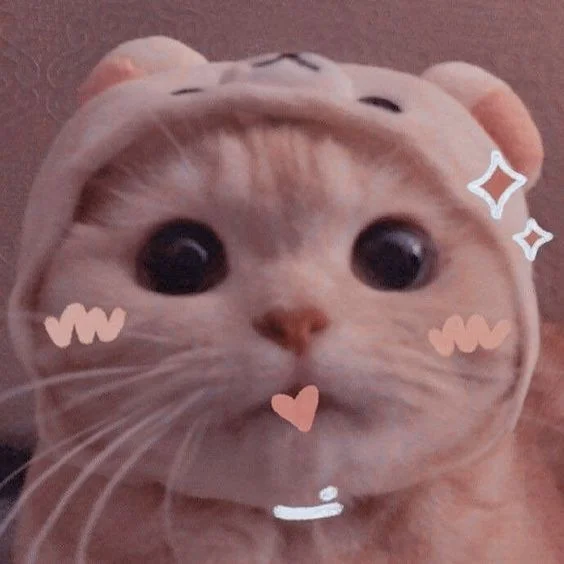 45 hình ảnh về mèo cute, mèo ngáo, mèo láo