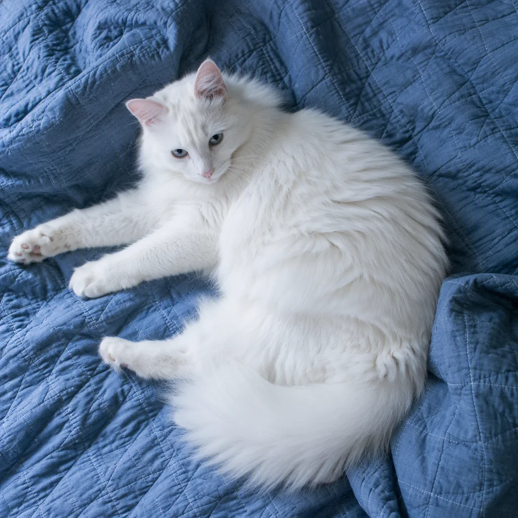 ảnh mèo cute, mẫu 83