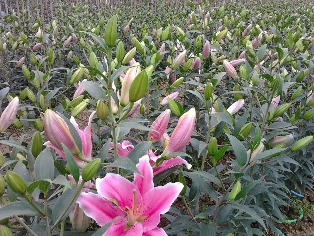 Top 20+ hình ảnh hoa ly hồng đẹp mang hương thơm quyến rũ (8)