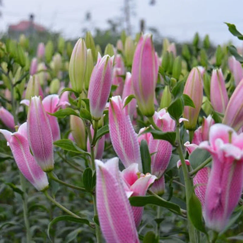 Top 20+ hình ảnh hoa ly hồng đẹp mang hương thơm quyến rũ (2)
