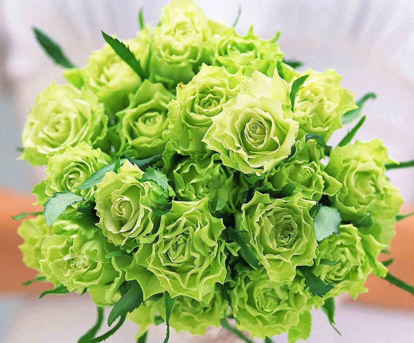 Ảnh hoa hồng màu xanh lá cây tươi tắn và sang trọng