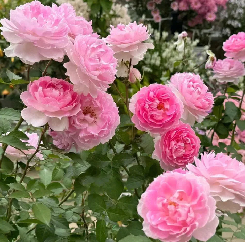 Cây Hoa Hồng Matha (Matha Rose) – Sắc Hồng Phấn Pha Trắng Tinh Khôi, Form Cup Cổ Điển, Hương Thơm Ngọt Ngào Quyến Rũ - Mon Hasfarm - Cây Hoa Hồng, Cây
