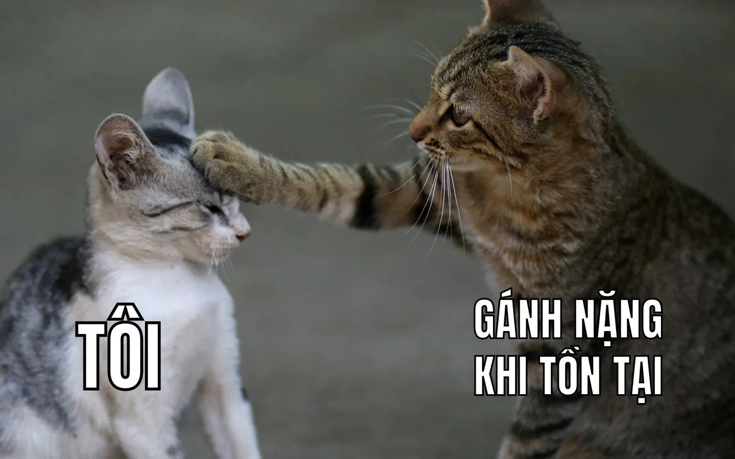 meme hai 25