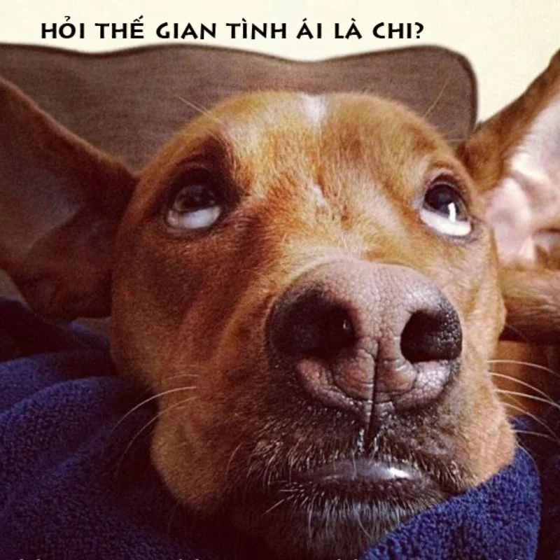 Ảnh meme hài hước phũ