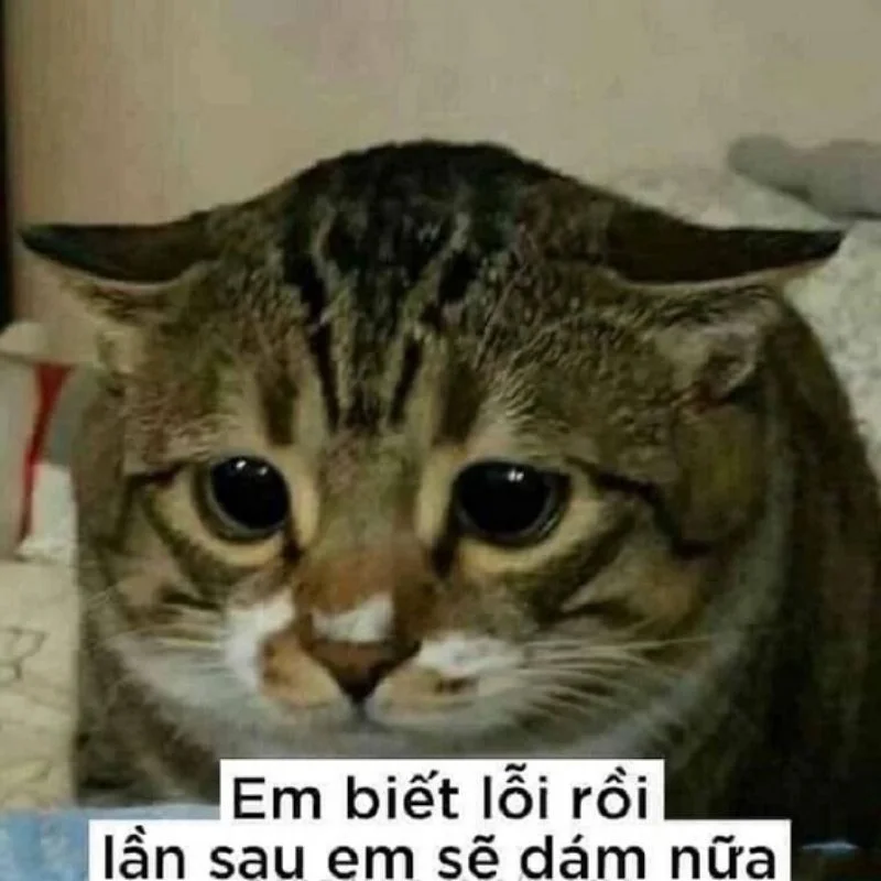 Ảnh meme hài hước đau