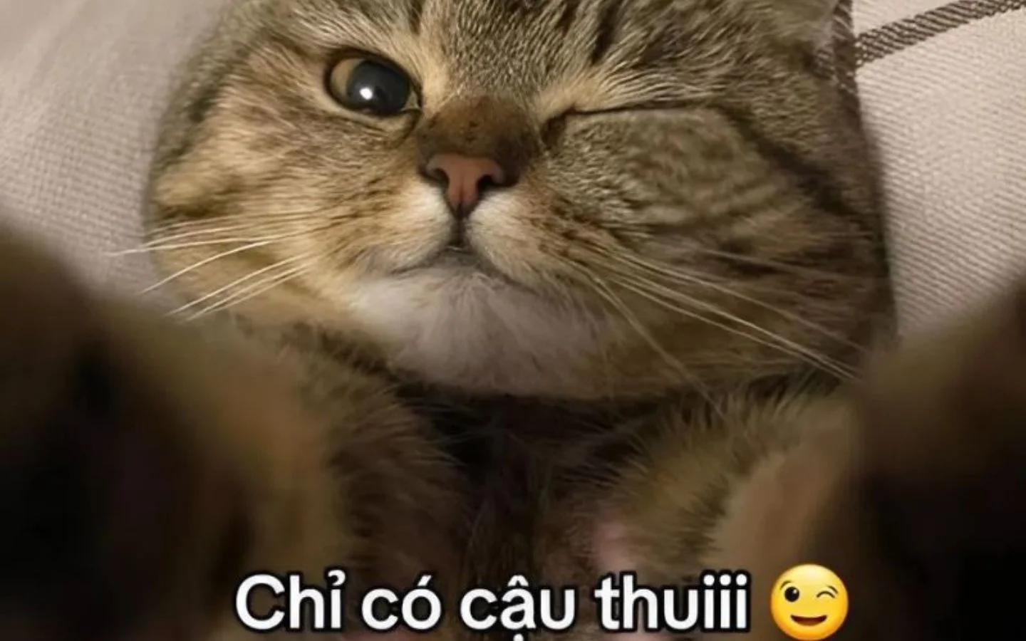 meme hai 41
