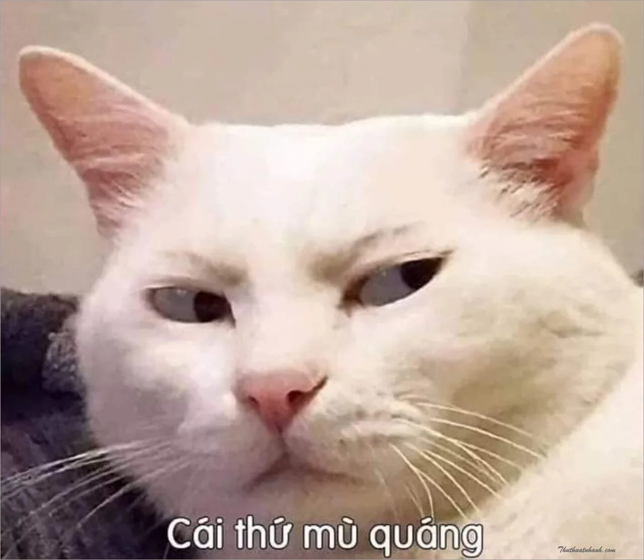 meme hài bựa (3)