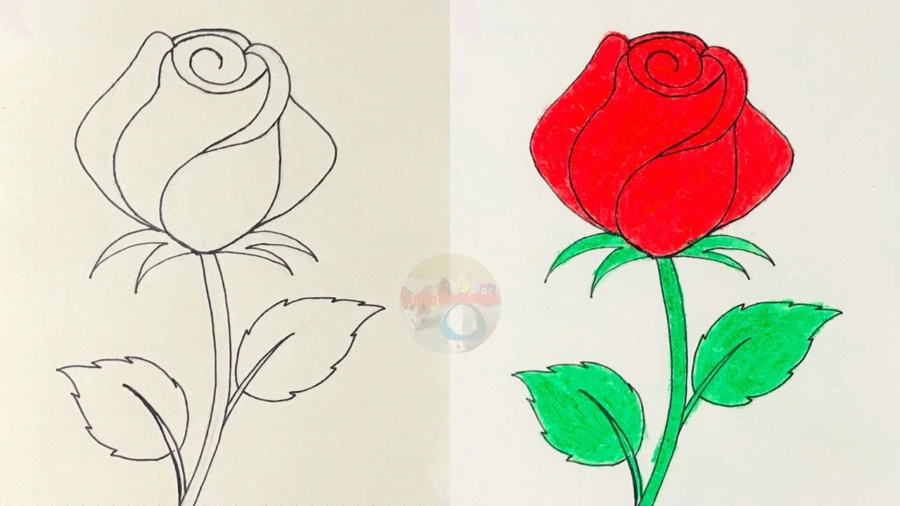 Hướng dẫn chi tiết từng bước cách vẽ hoa hồng đẹp và đơn giản trên giấy.