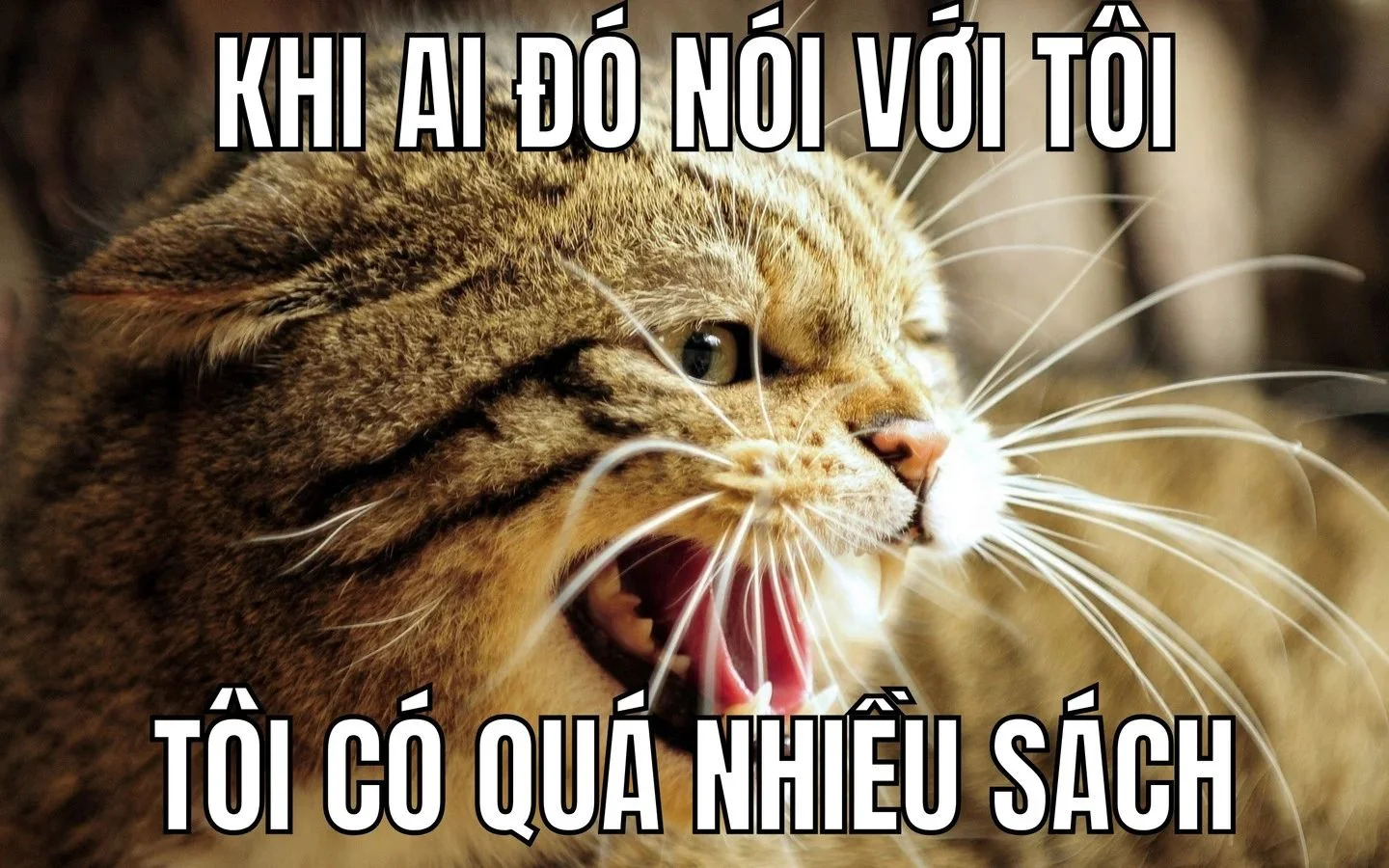 meme hai 26
