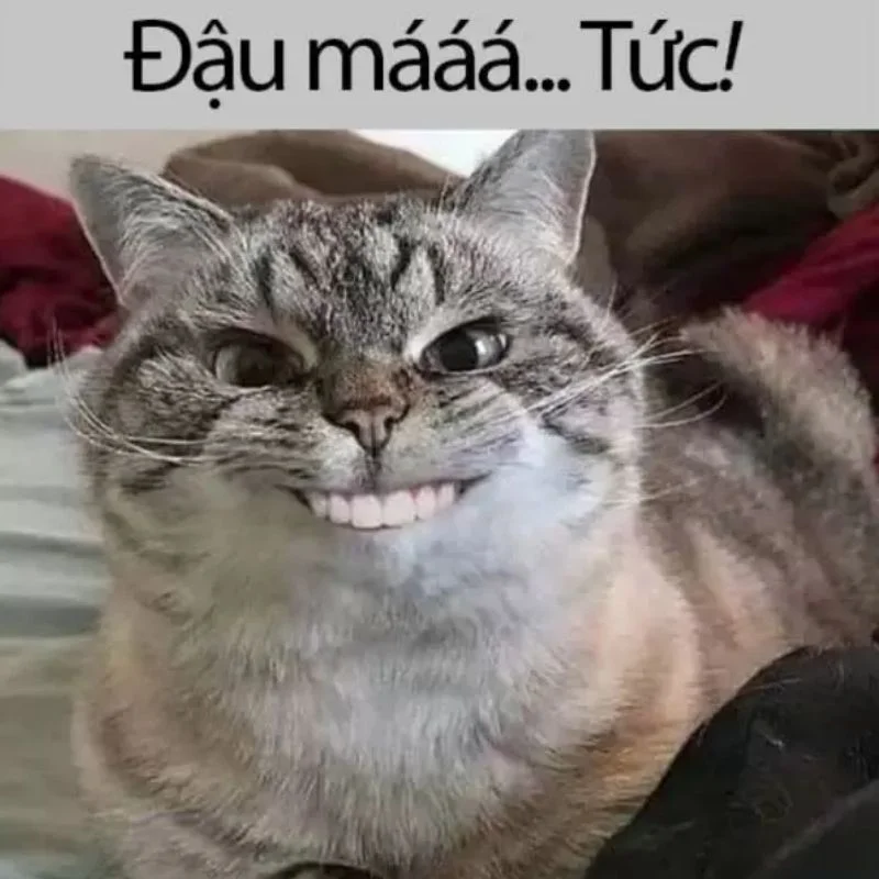 Ảnh meme hài hước vô lý