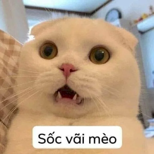 Top 101 ảnh meme mèo bựa hài hước, cute tải xuống miễn phí